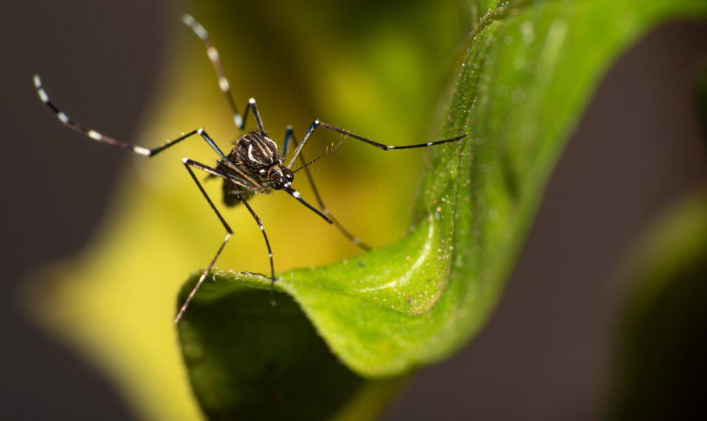 Aedes aegypti mosquito da Dengue in Brazil perched on a leaf, macro photography, selective focus