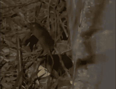 infestação de ratos