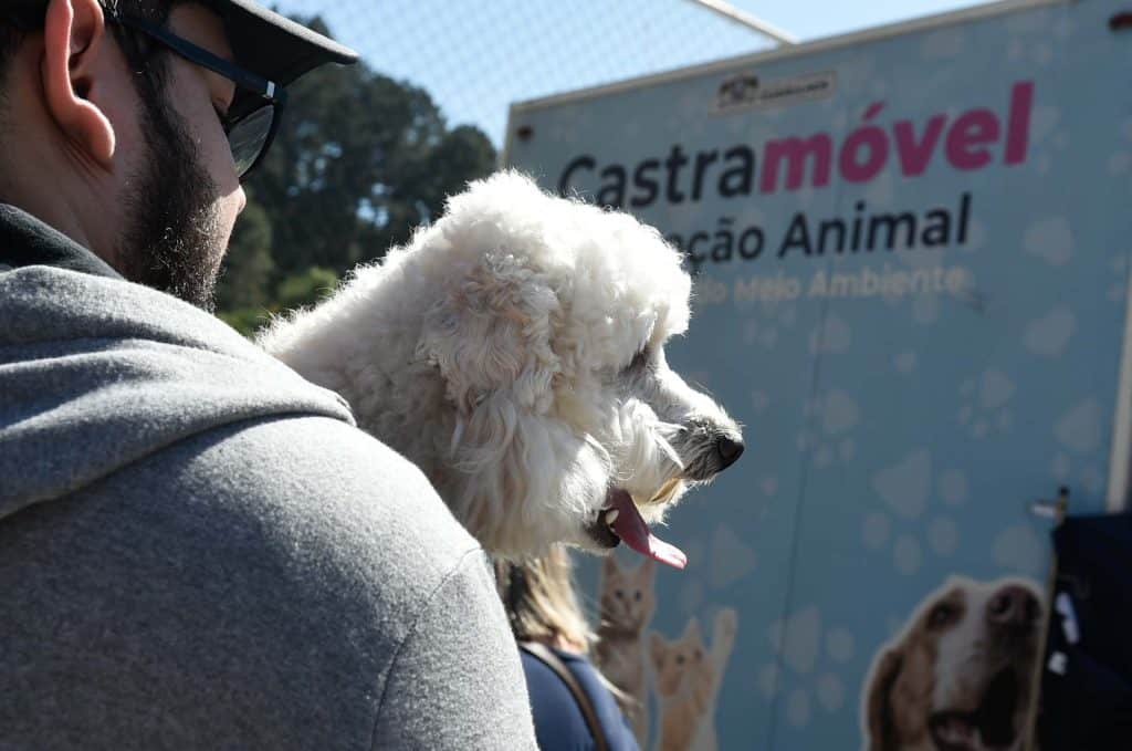 Castração gratuita de cães e gatos