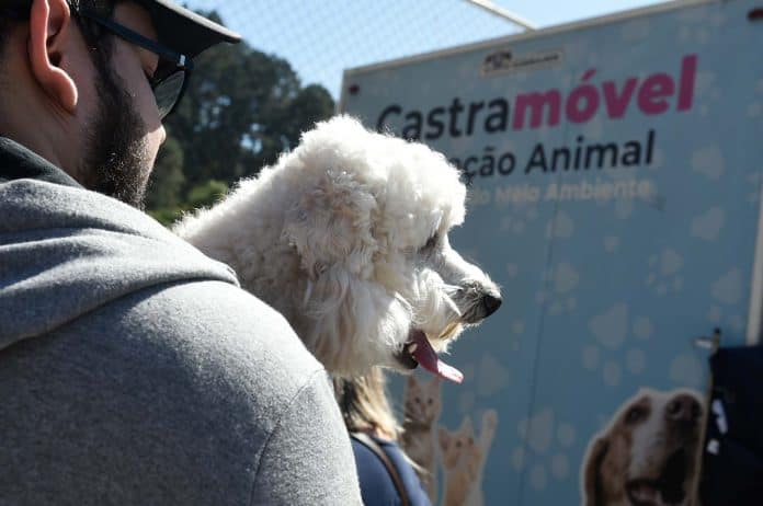 Castração gratuita de cães e gatos