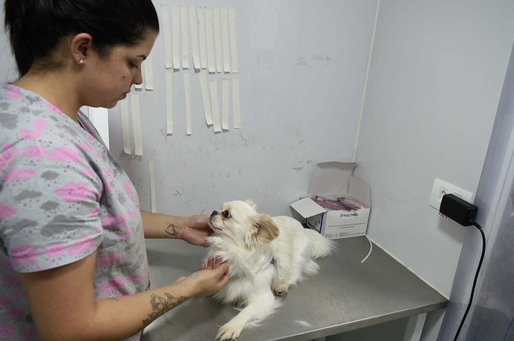 Castração gratuita de cães e gatos
