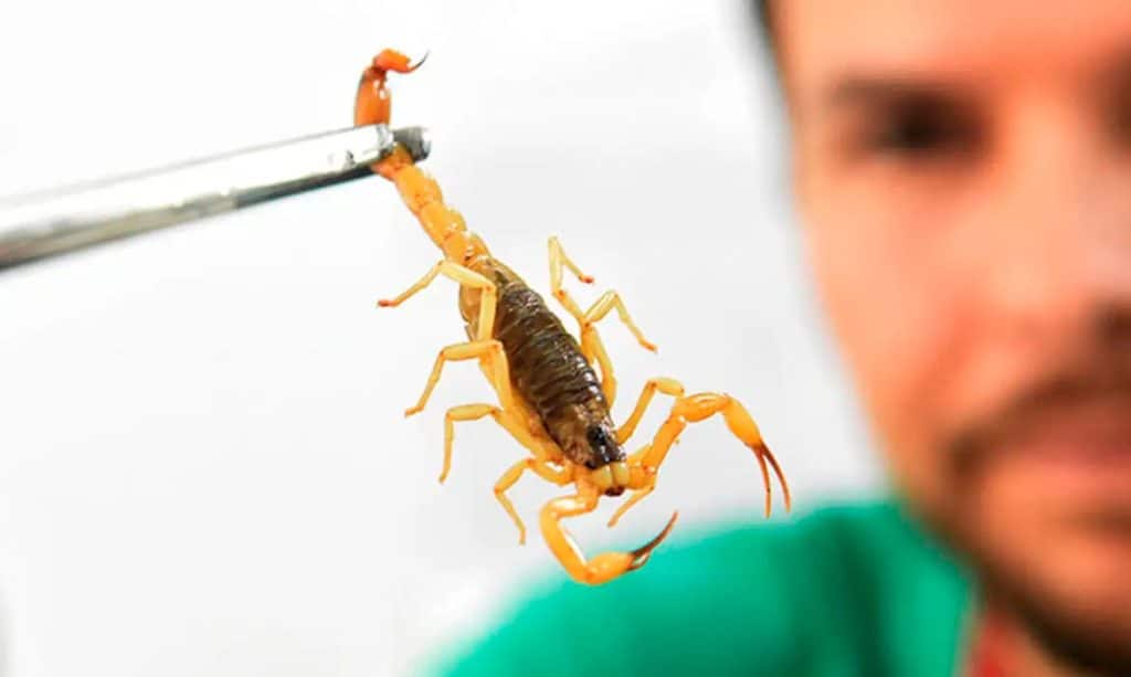 acidente com escorpião