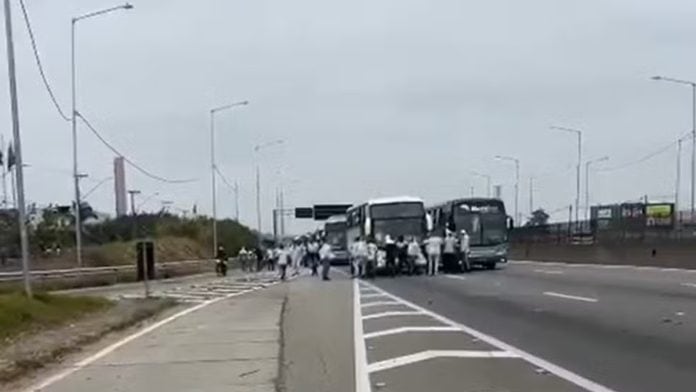 torcedores do palmeiras