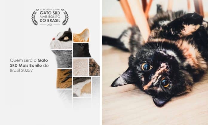 Gato Mais Bonito do Brasil