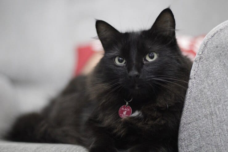 gato preto concurso 2025