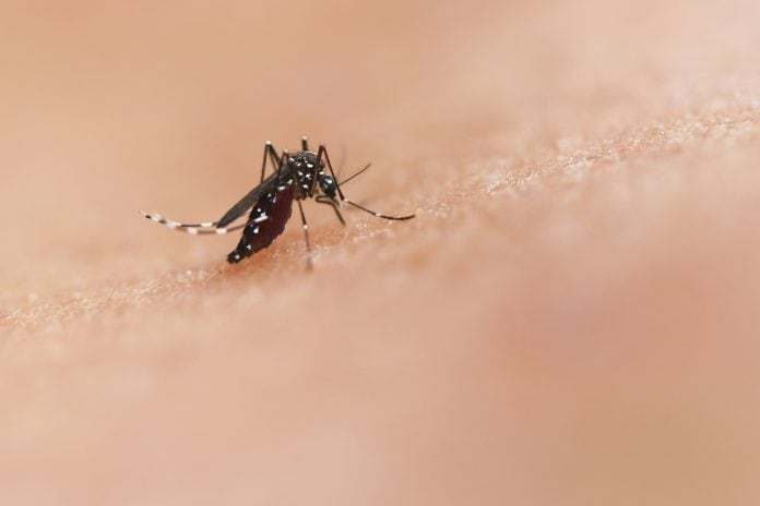 Dengue em Guarulhos