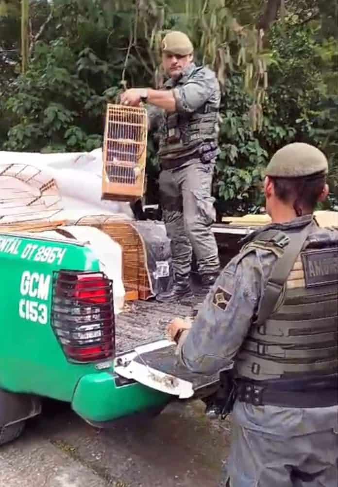 Agentes da Inspetoria Ambiental da GCM de Guarulhos inspecionando gaiolas com pássaros silvestres resgatados de um cativeiro clandestino.